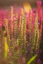 Exotic flowers Bistort Mountain Fleece or Persicaria Amplexicaulis