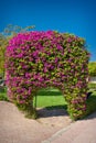 Exotic flowers bougainvillea in Egypt white pink in the form of Royalty Free Stock Photo
