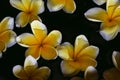 Plumeria flower on water for spa and relax Royalty Free Stock Photo