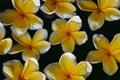 Plumeria flower on water for spa and relax Royalty Free Stock Photo