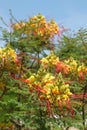 Flowers of Caesalpinia gilliesii Royalty Free Stock Photo