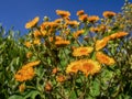 The exotic flowers of the erato vulcanica against the clear sky Royalty Free Stock Photo