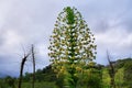 Exotic flowers in Kukui trail Royalty Free Stock Photo