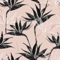 Exotic flowers in monochrome colors, transparent on pastel background Royalty Free Stock Photo