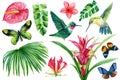 Exotic flowers, palm leaves, tropical bird, hummingbirds and butterflies painted in hand-made watercolor painting