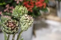 Exotic flowers are the red Amaryllis and artichoke Royalty Free Stock Photo