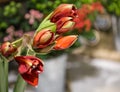 Exotic flowers are the red Amaryllis and artichoke Royalty Free Stock Photo