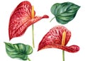 exotic flowers, red anthurium on an isolated white background. botanical illustration, watercolor