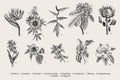 Exotic flowers set. Botanical vector vintage illustration. Royalty Free Stock Photo