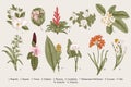 Exotic flowers set. Botanical vector vintage illustration.