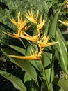 The Exotic flowers of strelicia, hummingbird plant of Colombia Royalty Free Stock Photo