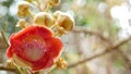 Exotic flowers and tree. Dangerous large powerful green tropical tree cannonball salalanga blooming beautiful orange pink tender