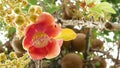 Exotic flowers and tree. Dangerous large powerful green tropical tree cannonball salalanga blooming beautiful orange pink tender