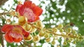 Exotic flowers and tree. Dangerous large powerful green tropical tree cannonball salalanga blooming beautiful orange pink tender