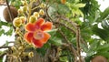 Exotic flowers and tree. Dangerous large powerful green tropical tree cannonball salalanga blooming beautiful orange pink tender