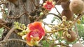 Exotic flowers and tree. Dangerous large powerful green tropical tree cannonball salalanga blooming beautiful orange pink tender