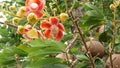 Exotic flowers and tree. Dangerous large powerful green tropical tree cannonball salalanga blooming beautiful orange pink tender