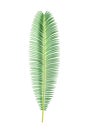 Sago palm leaf, tropical plants and exotic foliage