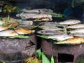 Exotic food in Iquitos in Amazonia Royalty Free Stock Photo