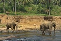 Exotic forest jungle with Wild big elephants playing in river Royalty Free Stock Photo