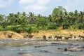 Exotic forest jungle with Wild big elephants playing in water Royalty Free Stock Photo