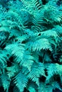 Exotic forest plant. Botany concept. Beautiful ferns leaves