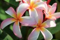 Exotic Frangipani flowers in tropical setting Royalty Free Stock Photo