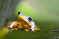 Exotic frog in indonesia, Rhacophorus reinwardtii on colorful ba