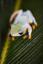 Exotic frog in indonesia, Rhacophorus reinwardtii on colorful ba