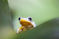 Exotic frog in indonesia, Rhacophorus reinwardtii on colorful ba