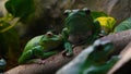 Exotic frog on tree branch with green leaves and flowers. With black rock rock background. Concept of: Nautre, Zoo, Africa, Exot Royalty Free Stock Photo