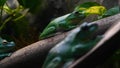 Exotic frog on tree branch with green leaves and flowers. With black rock rock background. Concept of: Nautre, Zoo, Africa, Exot Royalty Free Stock Photo