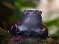 Exotic frog on tree branch with green leaves and flowers. With black rock rock background. Concept of: Nautre, Zoo, Africa, Exot Royalty Free Stock Photo