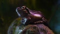 Exotic frog on tree branch with green leaves and flowers. With black rock rock background. Concept of: Nautre, Zoo, Africa, Exot Royalty Free Stock Photo