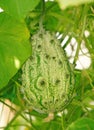 Exotic fruit Cucumis metulifer in a greenhouse