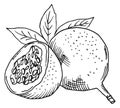 EXotic fruit engraving. Sweet tasty granadilla sketch