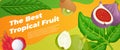 Exotic fruit horizontal advertising banner vector flat tropical edible plants jungle Asian food Royalty Free Stock Photo