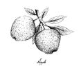 Hand Drawn of Apple Fruits on White Background