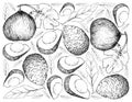 Hand Drawn Background of Casaba Melon and Avocados
