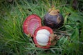 Exotic fruit mangosteen: whole and peeled