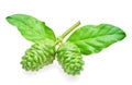 Exotic fruit - Noni Royalty Free Stock Photo