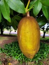 Exotic fruit of Pachira aquatica Aubl. is a tree from the Malvaceae or Bombacaceae family Royalty Free Stock Photo