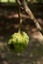 Exotic fruit of Rollinia deliciosa Royalty Free Stock Photo
