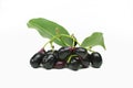 Exotic fruit Syzygium cumini called in Brazil as jamelÃÂ£o isolated in white background