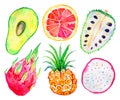Exotic fruits. Avocado, pitahaya, pineapple, citrus, annona. Hand drawn watercolor set