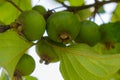 EXOTIC FRUITS CALLED CHAMPAS Royalty Free Stock Photo