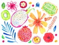 Exotic fruits and decorative flowers. Pomegranate, kiwi, pitahaya, passion fruit, kiwano, mangosteen. Hand drawn watercolor set Royalty Free Stock Photo