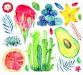 Exotic fruits, succulents and decorative flowers. Avocado, pitahaya, citrus, mangosteen, carambola. Hand drawn watercolor set