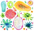 Exotic fruits, succulents and decorative flowers. Pomegranate, kiwi, papaya, passion fruit. Hand drawn watercolor set Royalty Free Stock Photo