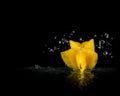 Exotic fruits from Thailand. Star fruit falling into the water Royalty Free Stock Photo